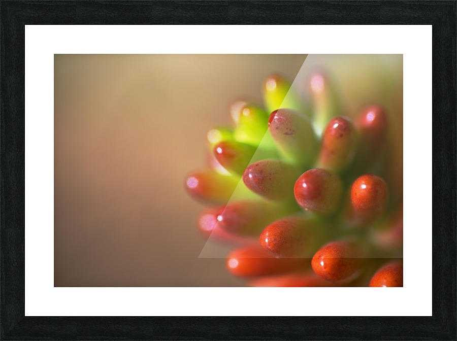 Cactus Romance Picture Frame print