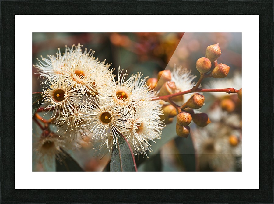 Spring Eucalyptus Flowers Picture Frame print