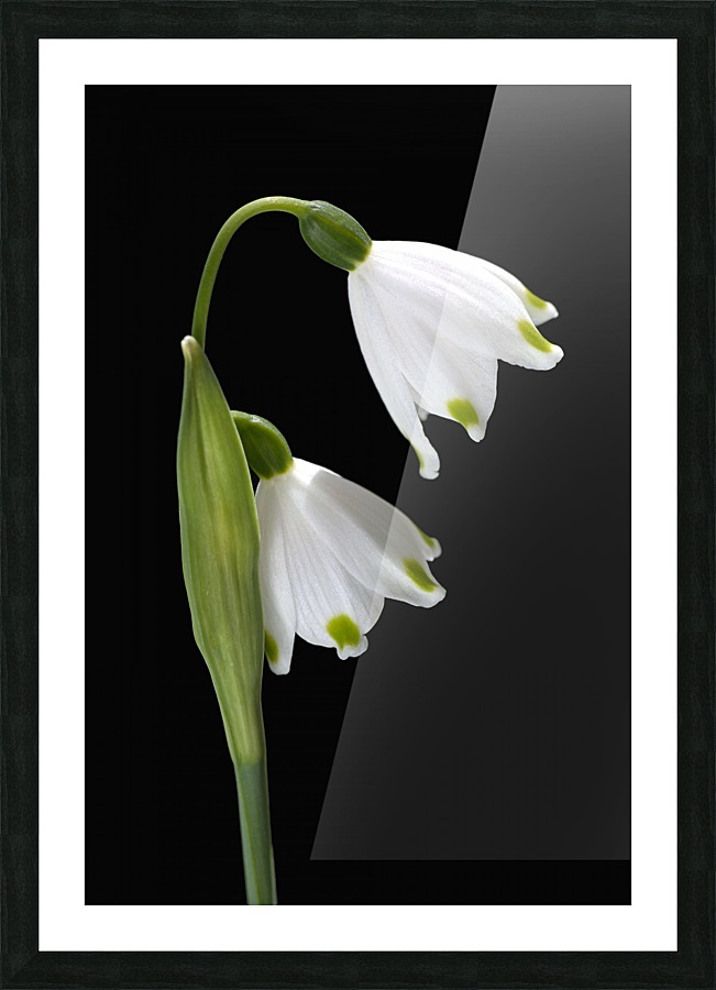 Spring Snowdrop Flowers Picture Frame print
