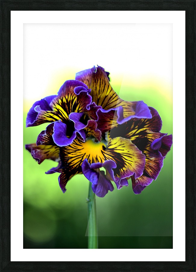 Lacy Pansy Picture Frame print