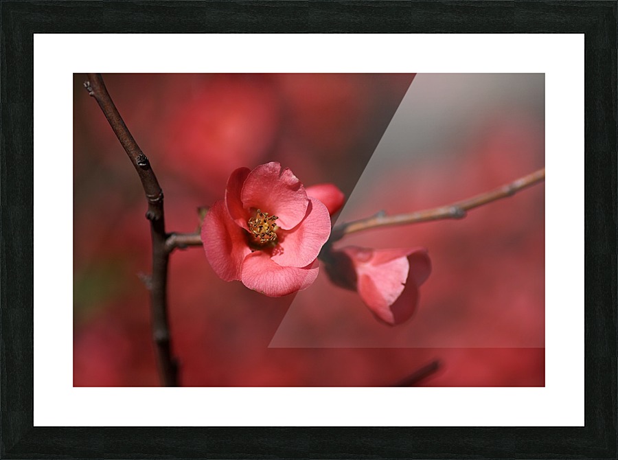 Flowering Quince Picture Frame print