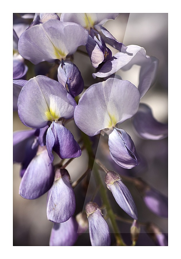 Wisteria Picture Frame print