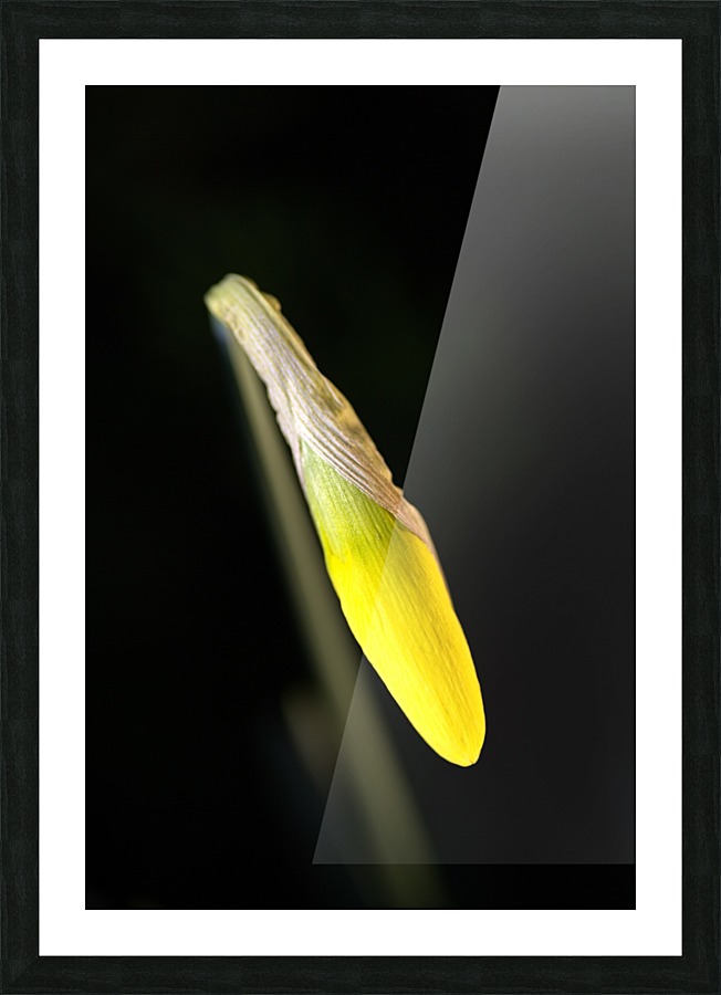 Daffodil Picture Frame print