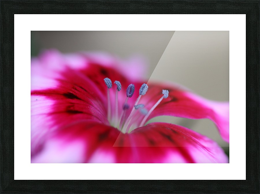 Dianthus Flower Picture Frame print