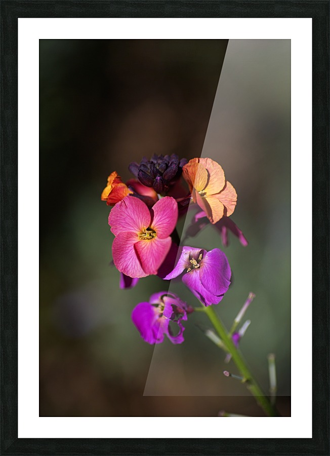 Wallflower Picture Frame print