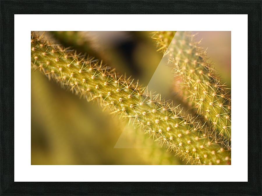 Cactus Spikes Picture Frame print