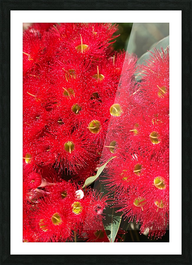Australian Native Eucalyptus Picture Frame print