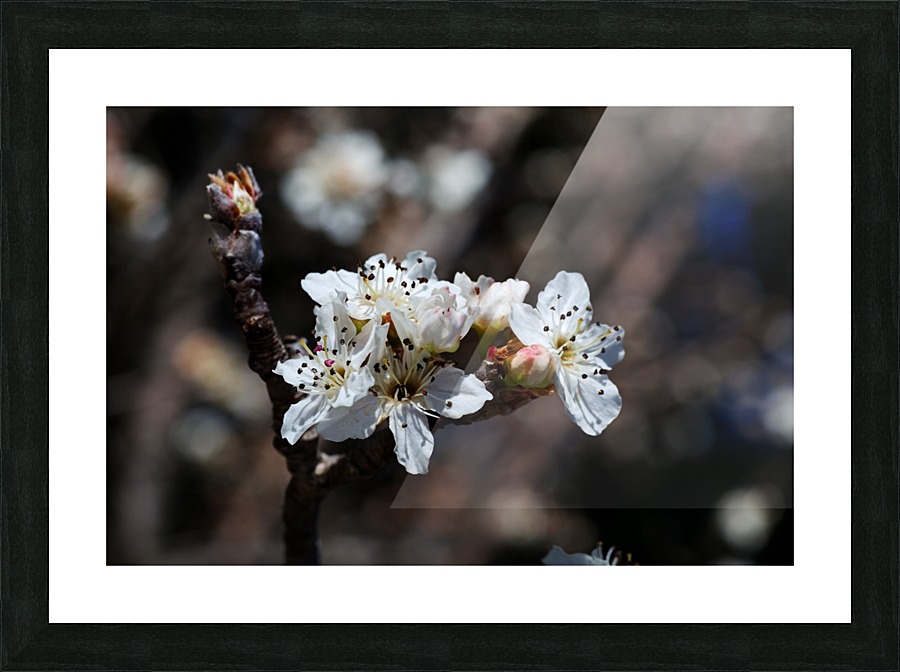 White Spring Blossom Picture Frame print