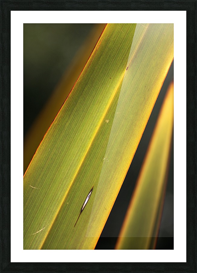 Long Leaf Picture Frame print