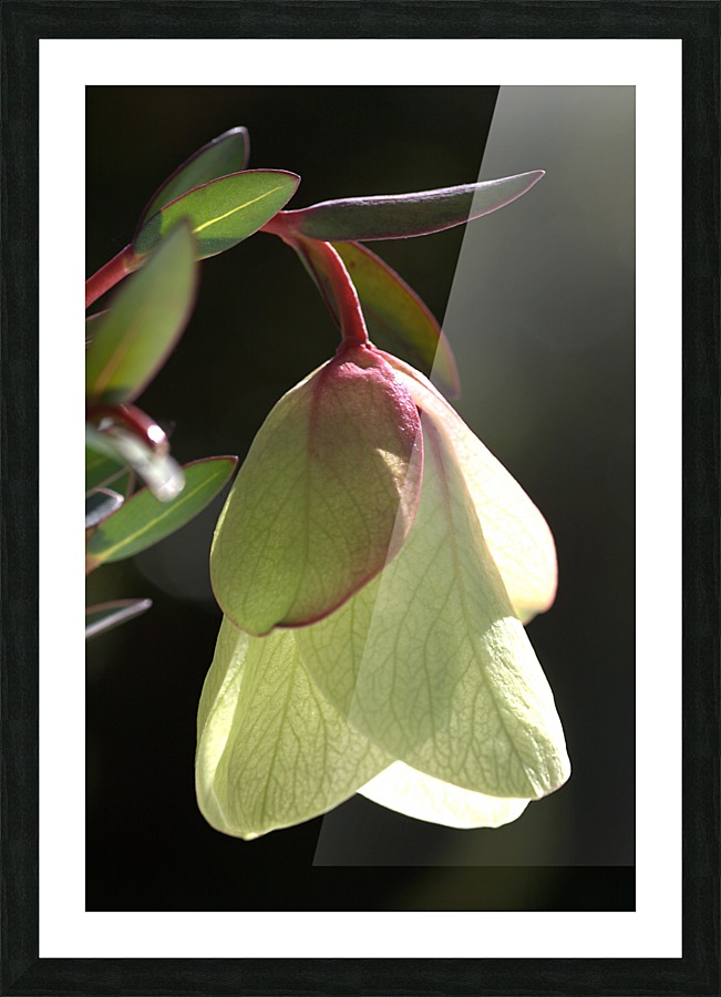 Qualup Bell Flower Picture Frame print