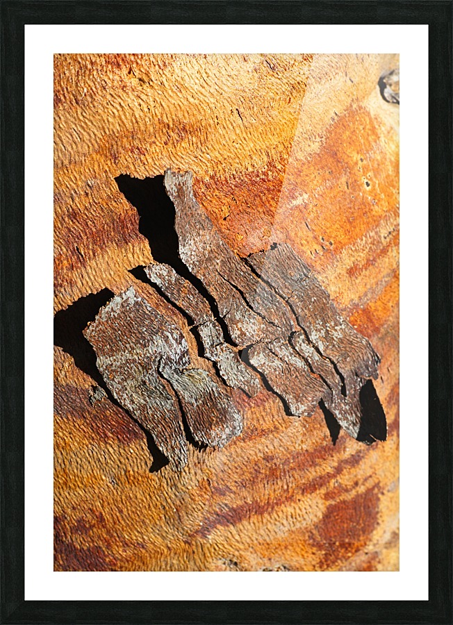 Flowering Gum Bark Picture Frame print