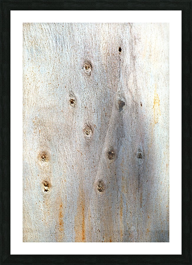 Eucalyptus Trunk Knots Picture Frame print