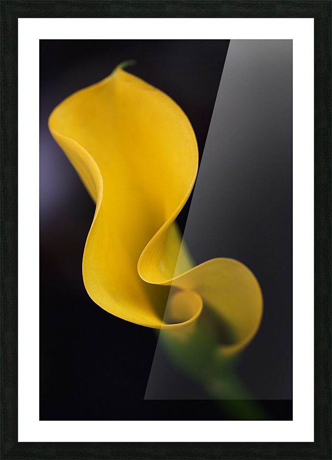 Calla Lily Picture Frame print