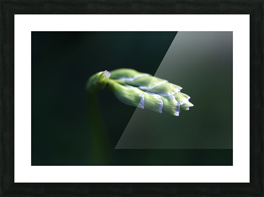 Grape Hyacinth Bud Picture Frame print
