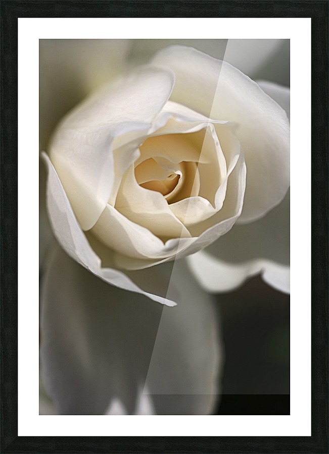 Soft White Rose Picture Frame print