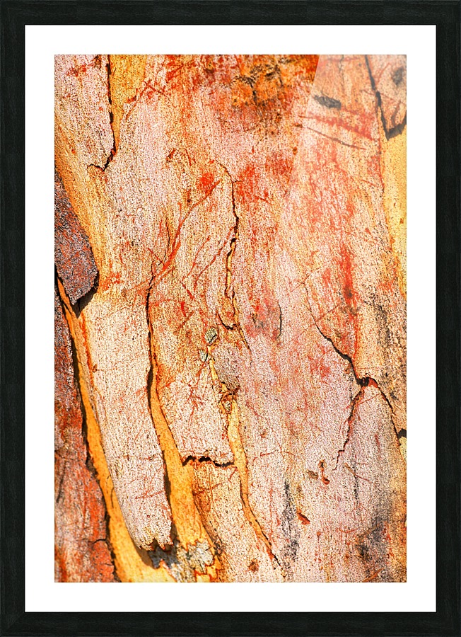 Eucalyptus Bark And Patterns Picture Frame print