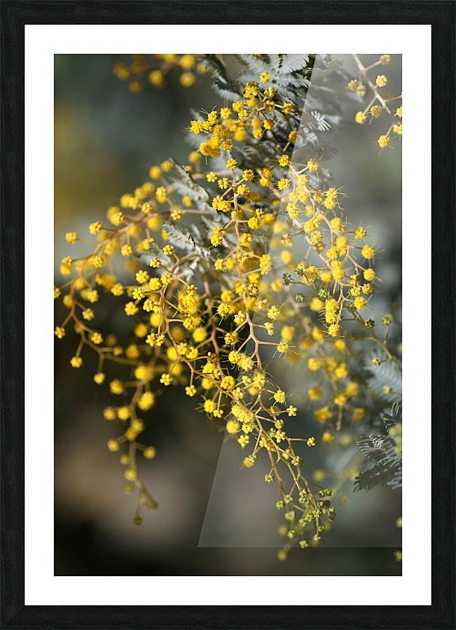Wattle Trees Lace Picture Frame print