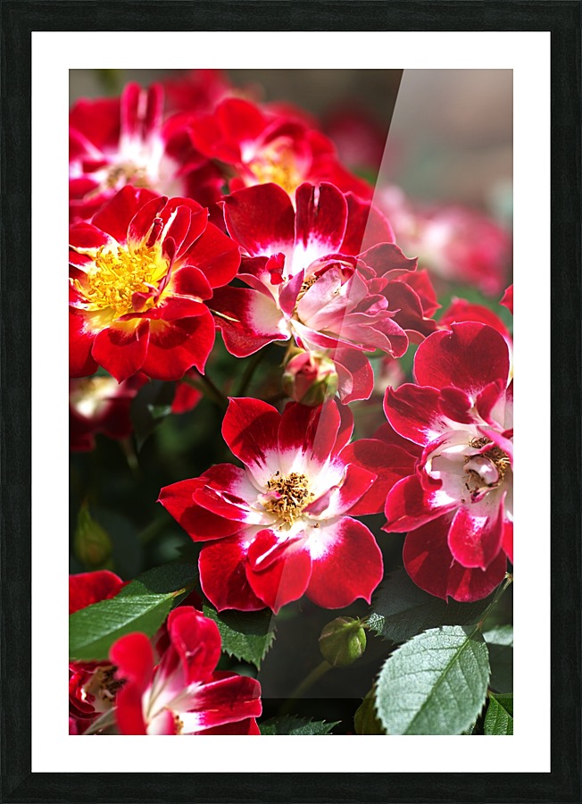 Carpet Roses Picture Frame print