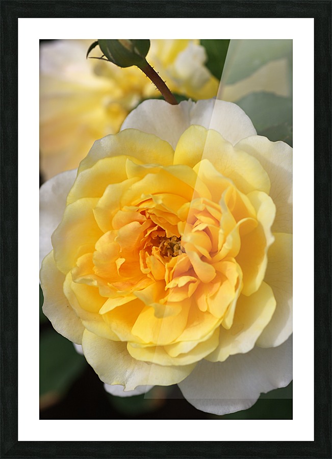 Yellow Rose Picture Frame print
