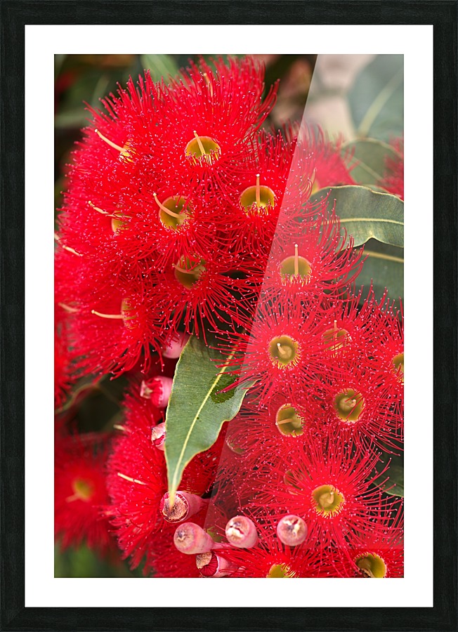 Red Eucalyptus Flowers Picture Frame print