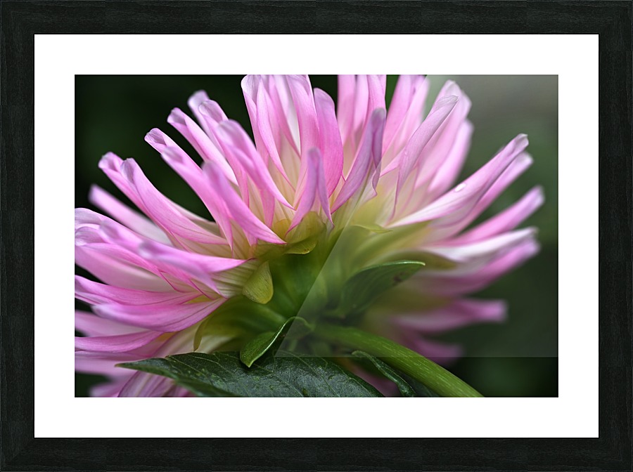 Dahlias Pink Side Picture Frame print