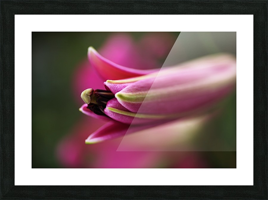 Lily Bud Picture Frame print