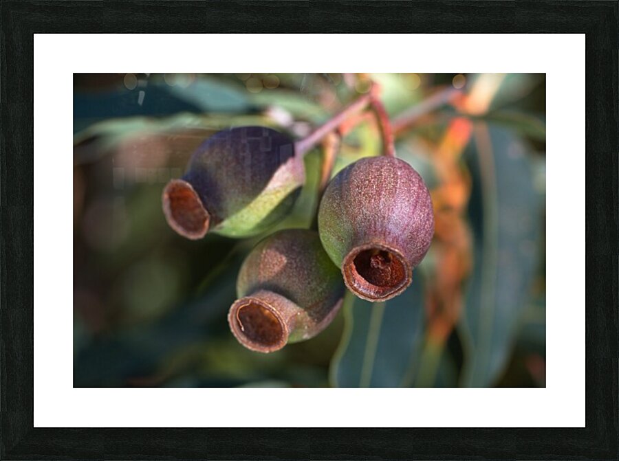 Gum Nuts  Picture Frame print