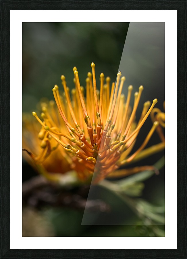 Grevillea Robusta Picture Frame print