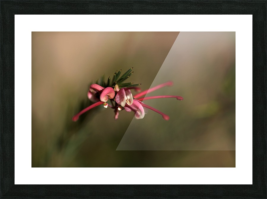 Grevillea Flower Picture Frame print