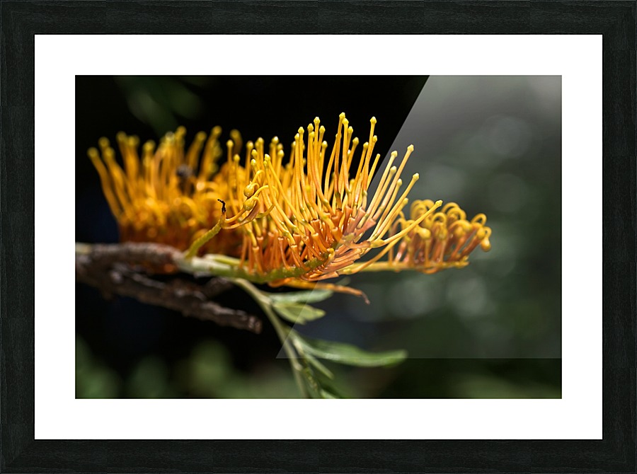 Tree Grevillea Robusta Picture Frame print