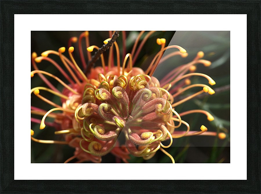Grevillea Superb Picture Frame print