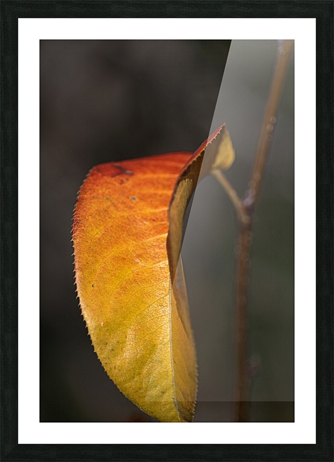 Leaf Solo Picture Frame print