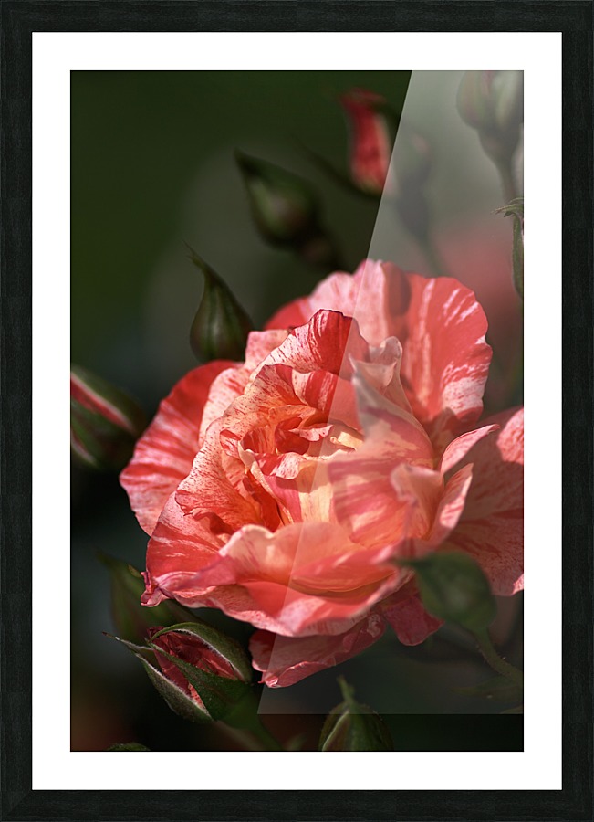 Tri Toned Rose Picture Frame print