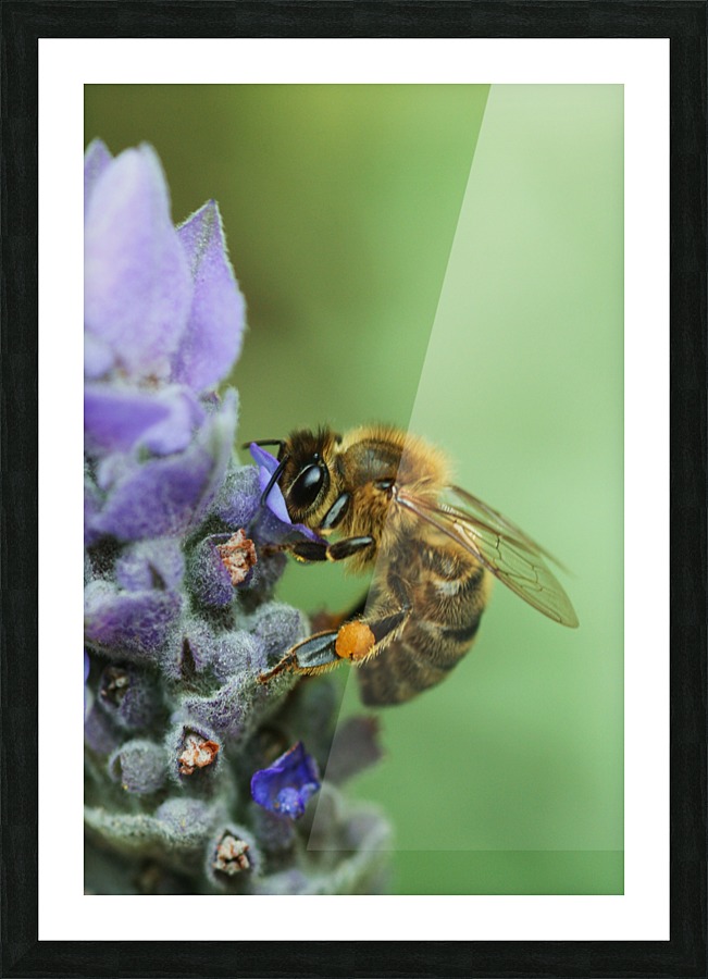 Lavender Bee Picture Frame print
