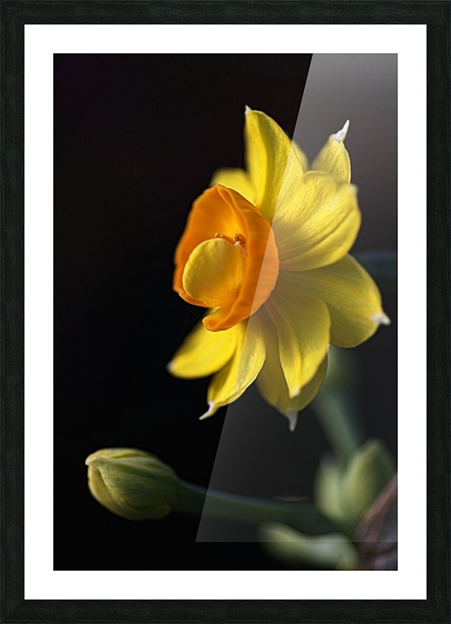 Daffodil Delight Picture Frame print