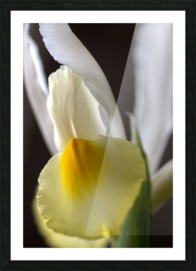 Iris Yellow And White Picture Frame print
