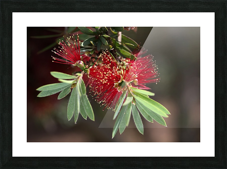 Bottlebrush Flower Picture Frame print
