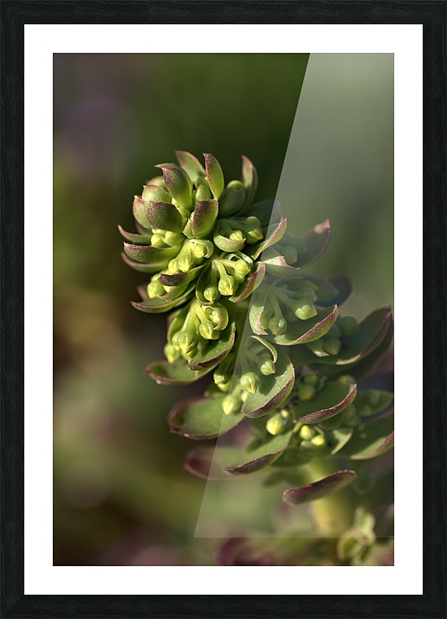 Succulent Picture Frame print