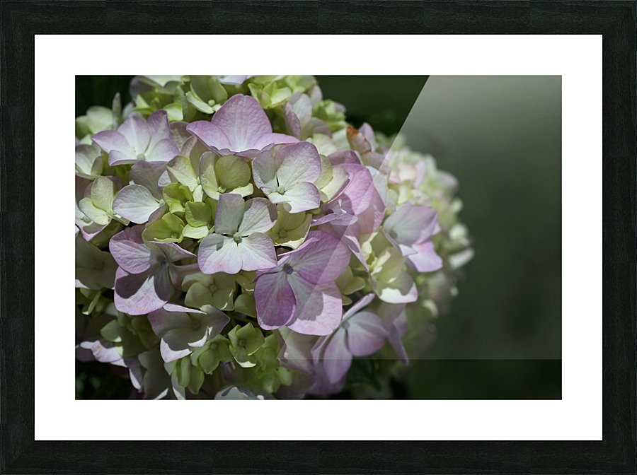 Hydrangea Flower Picture Frame print