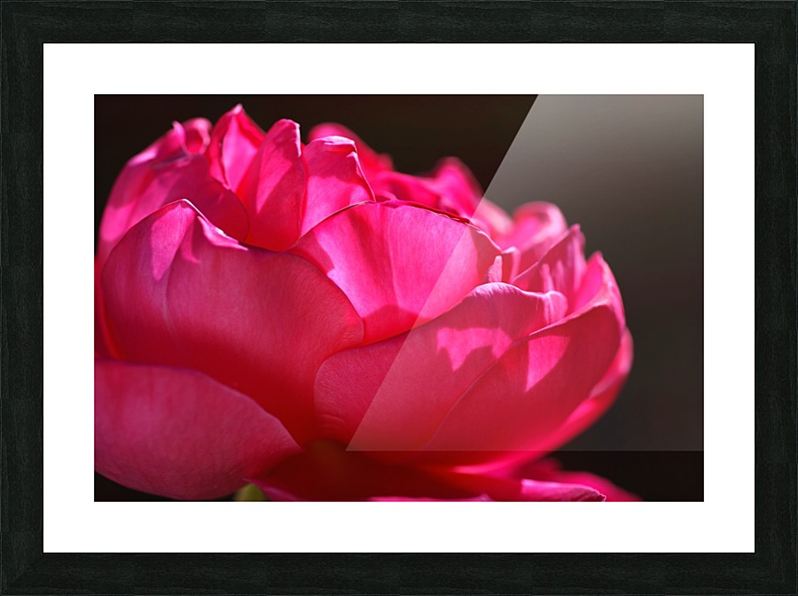 Hot Pink Rose Picture Frame print