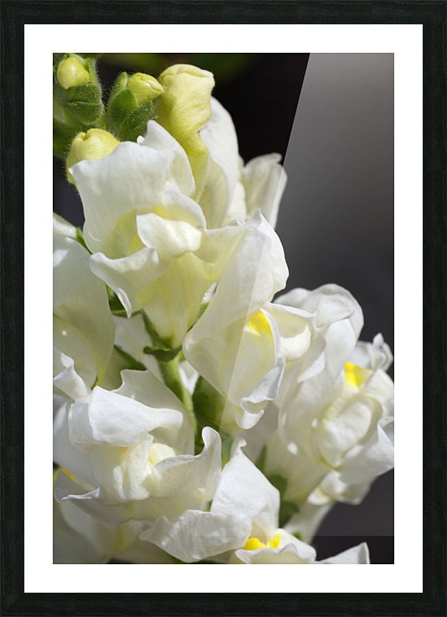 White Snapdragon Flowers  Picture Frame print