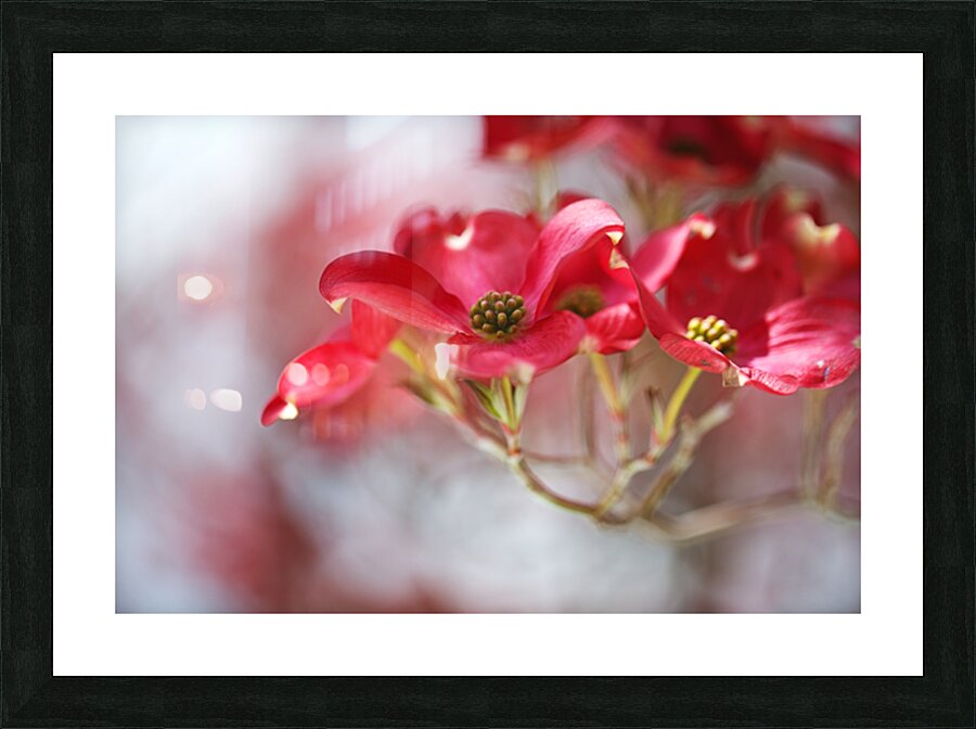 Soft Flowering Dogwoods Picture Frame print