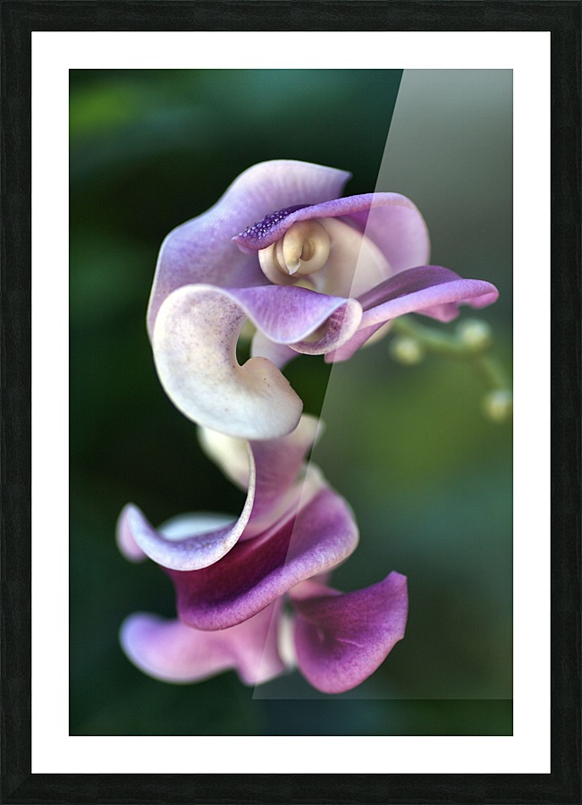 Corkscrew Vine Flower Picture Frame print