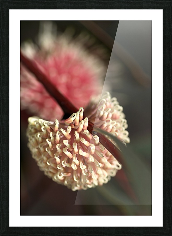 Hakea Flower Picture Frame print
