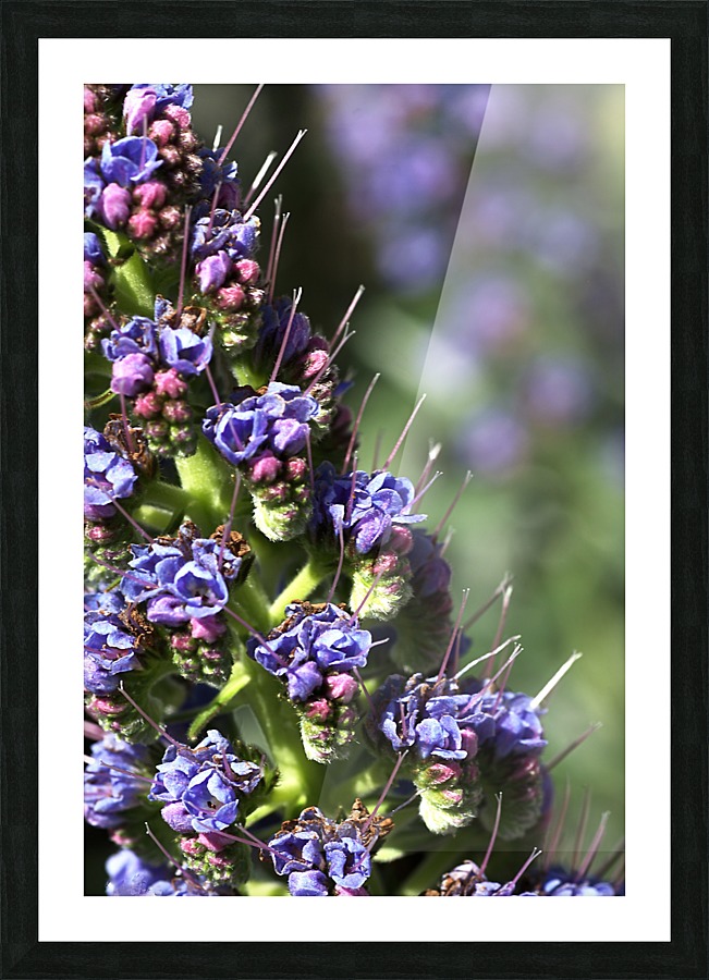 Veronica Flower Picture Frame print