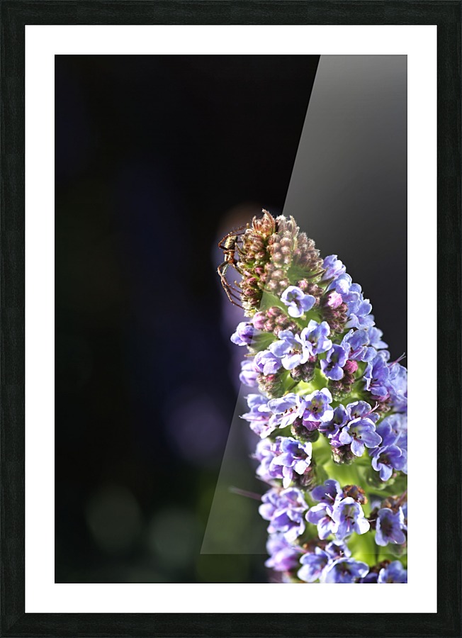 Veronica Flower Delight Picture Frame print
