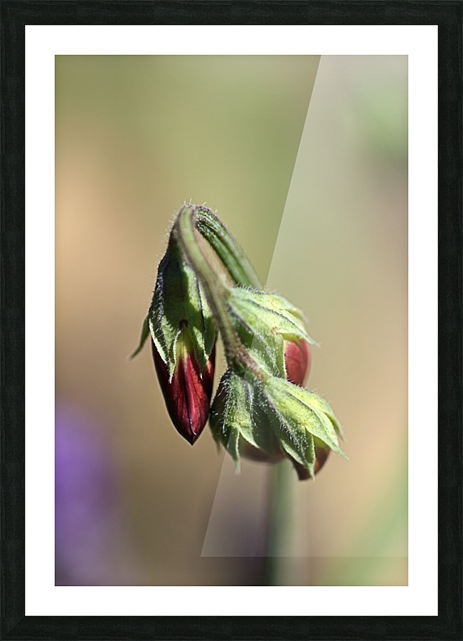 Split Pea Buds Picture Frame print