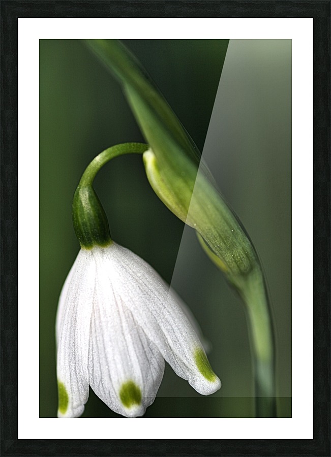SPRING SNOWDROP FLOWER  Picture Frame print