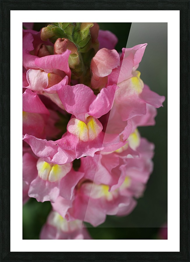 Snapdragon Pink Picture Frame print