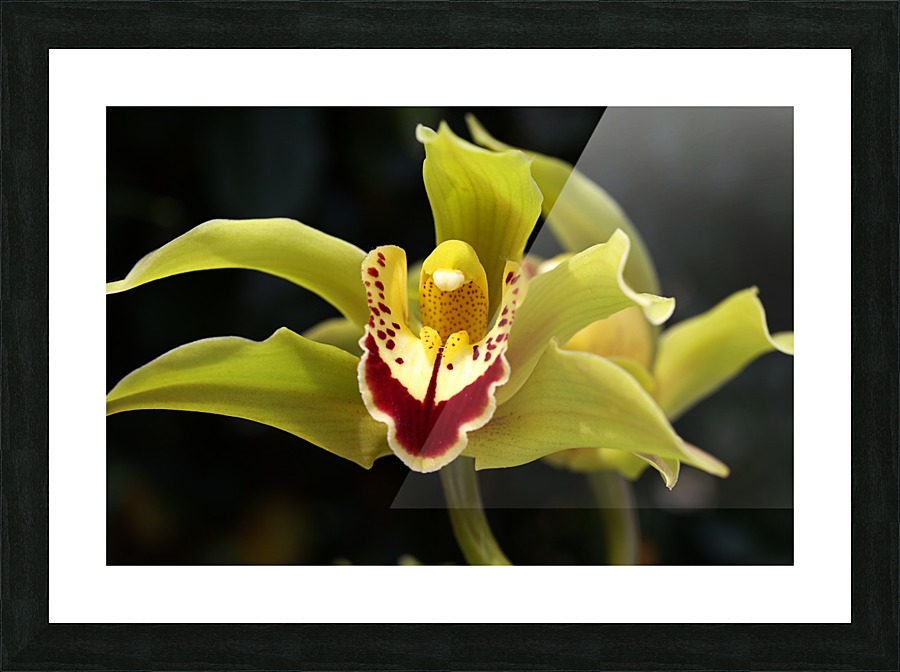 Green Orchid Picture Frame print
